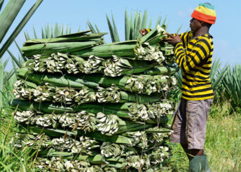 Sisal can reclaim its position as Tanzania’s leading foreign exchange earner, says TSB boss