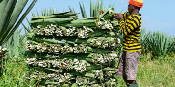 Sisal can reclaim its position as Tanzania’s leading foreign exchange earner, says TSB boss