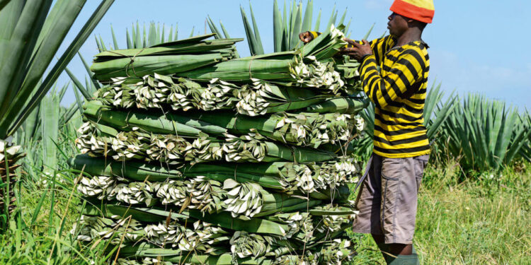 Sisal can reclaim its position as Tanzania’s leading foreign exchange earner, says TSB boss