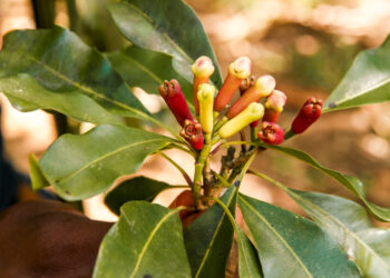 Zanzibar exports value surges to $205.7 million in April 2022 on cloves