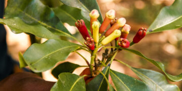 Zanzibar exports value surges to $205.7 million in April 2022 on cloves