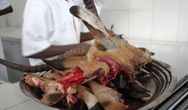 Bushmeat consumption unchanged by covid in Tanzania, Kenya – study