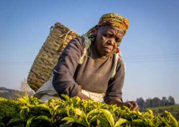 Dar embarks on plans to revamp stalled tea industry