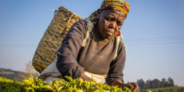 Dar embarks on plans to revamp stalled tea industry