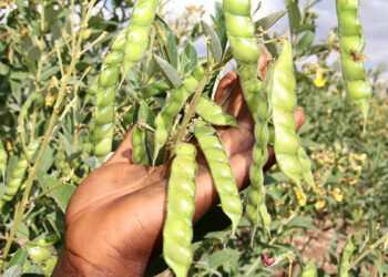 Mtwara farmers reaped 274bn/- from Warehouse Receipts Regulatory Board during 2022/2023 FY