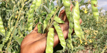 Mtwara farmers reaped 274bn/- from Warehouse Receipts Regulatory Board during 2022/2023 FY