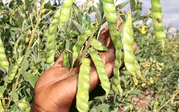 Mtwara farmers reaped 274bn/- from Warehouse Receipts Regulatory Board during 2022/2023 FY