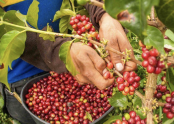 Ruvuma’s Coffee Industry: Can Local Businesses Capture More Value From Every Bean?