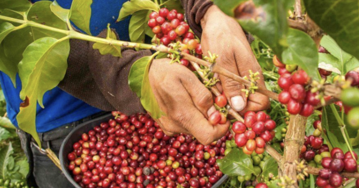 Ruvuma’s Coffee Industry: Can Local Businesses Capture More Value From Every Bean?