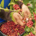 Ruvuma’s Coffee Industry: Can Local Businesses Capture More Value From Every Bean?