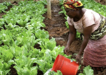 Tanzania’s Horticulture Export Opportunity: Can Local Producers Reach More Global Buyers?