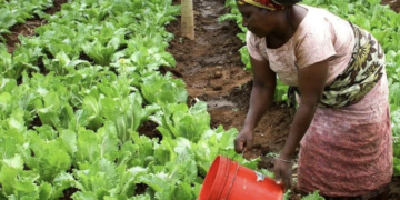Tanzania’s Horticulture Export Opportunity: Can Local Producers Reach More Global Buyers?