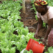 Tanzania’s Horticulture Export Opportunity: Can Local Producers Reach More Global Buyers?