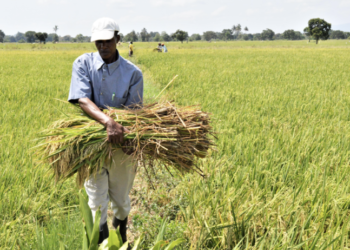 Southern Highlands Target 2.1 Million Tonnes of Rice by 2030 Under New Investment Compact