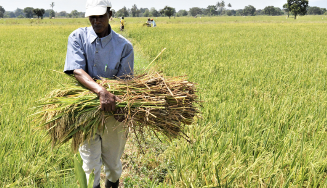 Southern Highlands Target 2.1 Million Tonnes of Rice by 2030 Under New Investment Compact