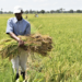 Southern Highlands Target 2.1 Million Tonnes of Rice by 2030 Under New Investment Compact