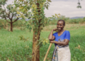 Tree Regeneration Offers Bahi Farmers a Potential Route to Better Maize Harvests