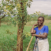 Tree Regeneration Offers Bahi Farmers a Potential Route to Better Maize Harvests